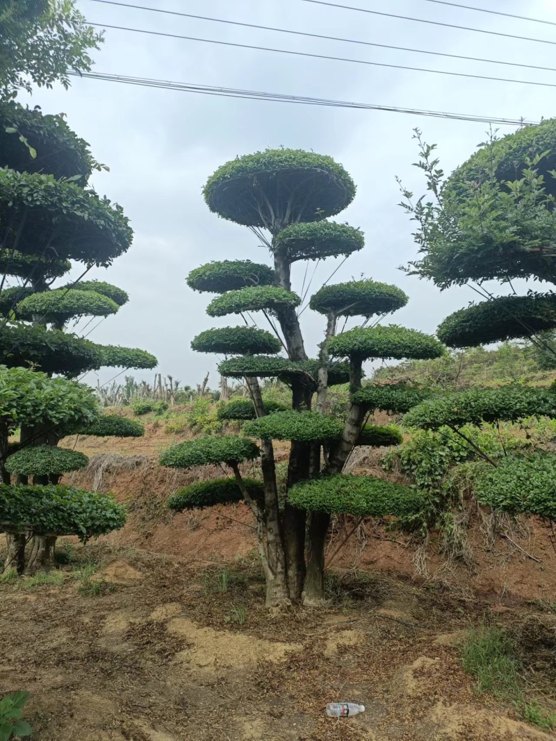 荆门对节白蜡精品观景树，可以视频看货，源头种植移植，诚信