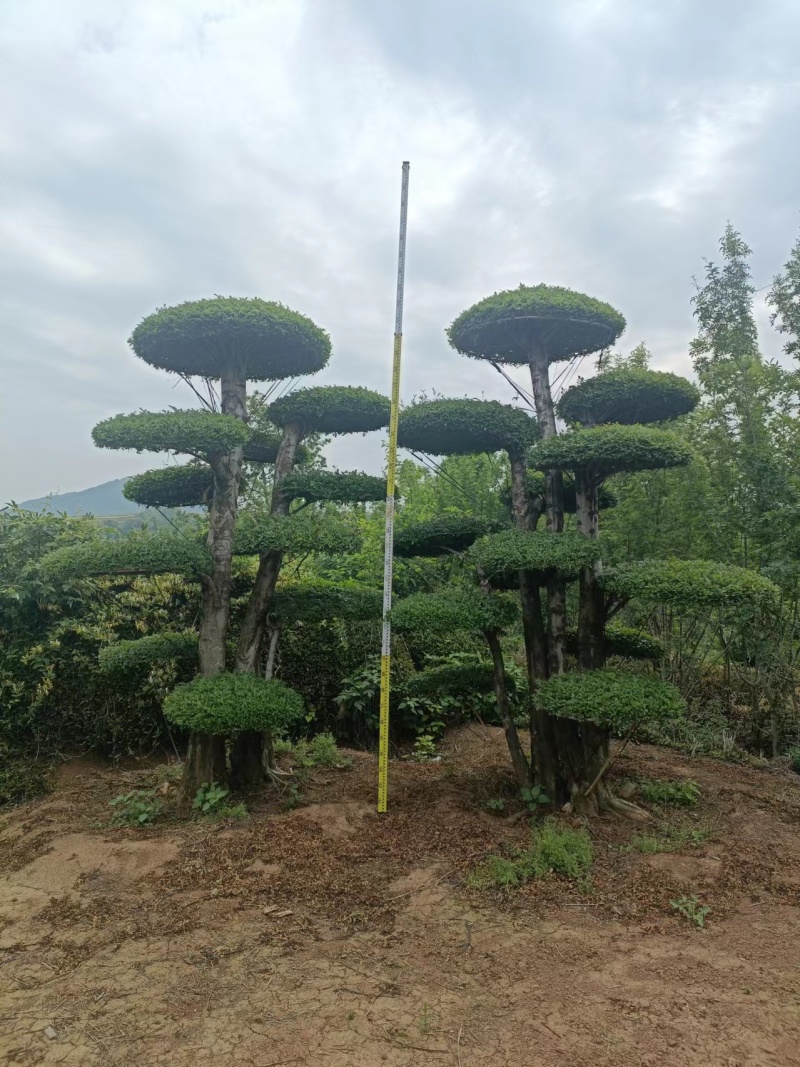 荆门对节白蜡精品观景树，可以视频看货，源头种植移植，诚信