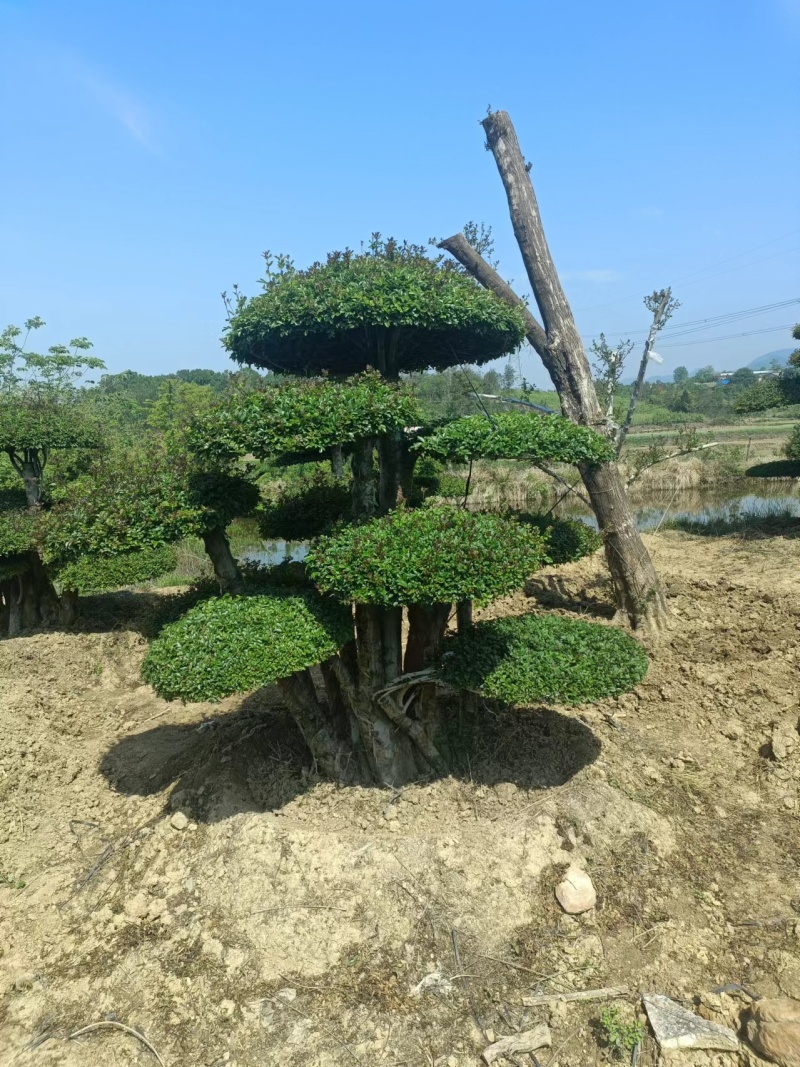 荆门对节白蜡精品观景树，可以视频看货，源头种植移植，诚信