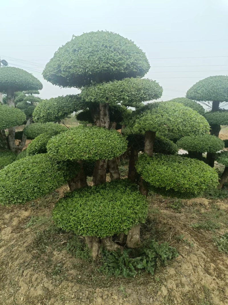 荆门对节白蜡精品观景树，可以视频看货，源头种植移植，诚信