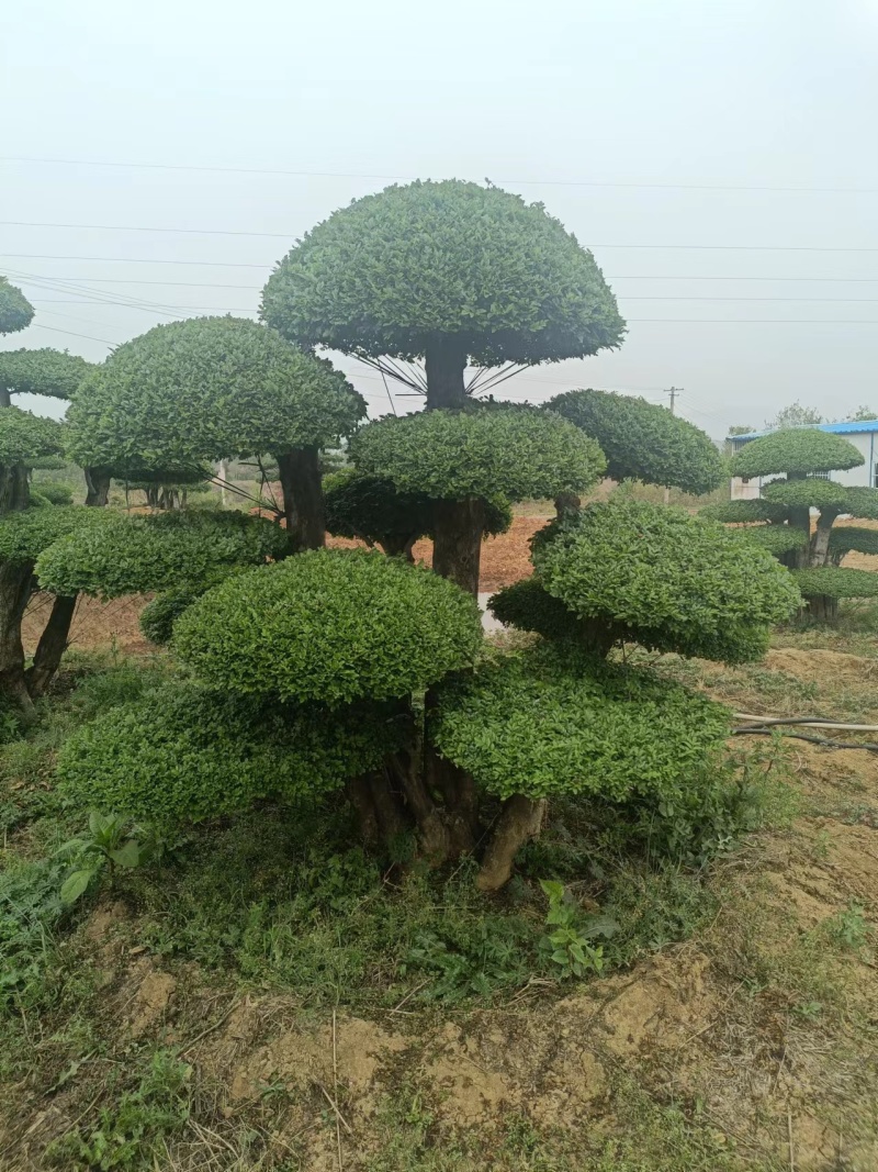 荆门对节白蜡精品观景树，可以视频看货，源头种植移植，诚信