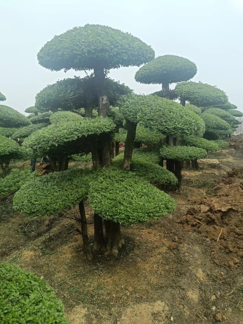 荆门对节白蜡精品观景树，可以视频看货，源头种植移植，诚信