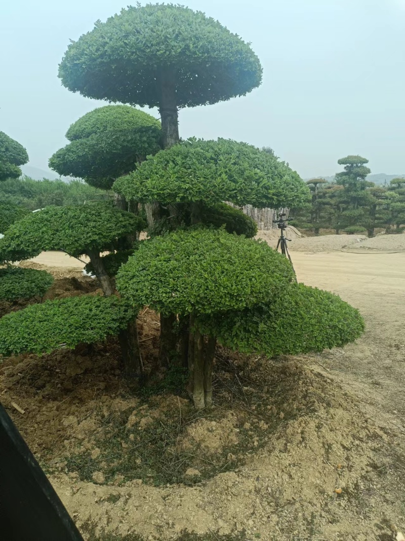 荆门对节白蜡精品观景树，可以视频看货，源头种植移植，诚信