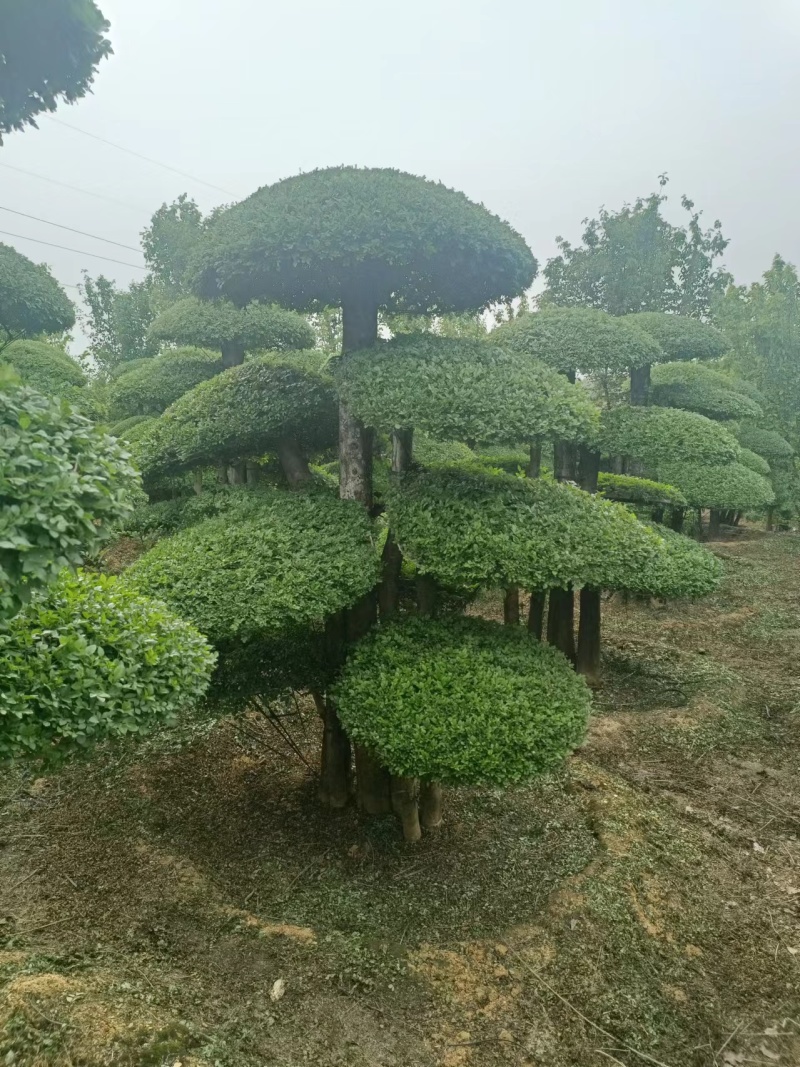 荆门对节白蜡精品观景树，可以视频看货，源头种植移植，诚信