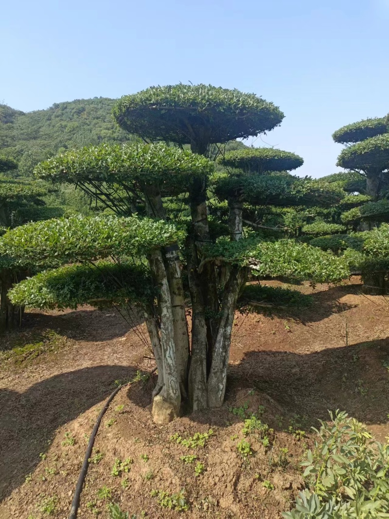 产地精品对节白蜡，货量充足，样式繁多，造型精美，欢迎咨询