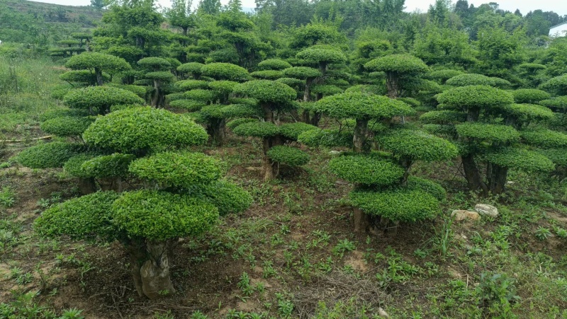 产地精品对节白蜡，货量充足，样式繁多，造型精美，欢迎咨询