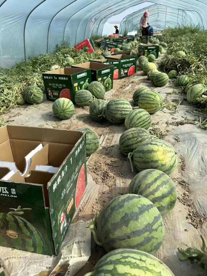 精品美都西瓜小薄皮大红壤瓜型圆润口感脆甜代发全国各地