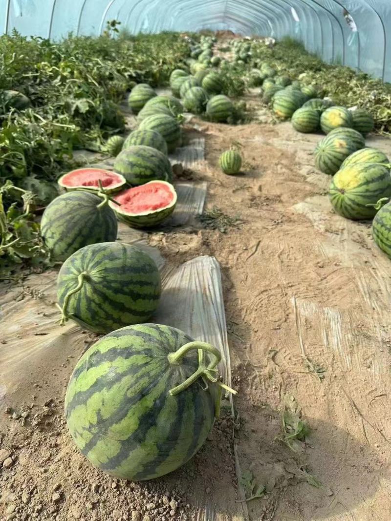 精品美都西瓜小薄皮大红壤瓜型圆润口感脆甜代发全国各地