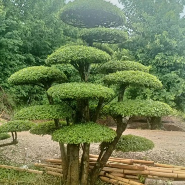 对节白蜡精品观景树，市政园林，别墅风景，欢迎需求老板看