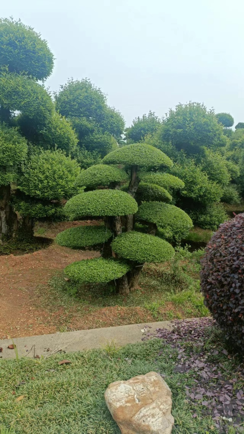 对节白蜡精品观景树，市政园林，别墅风景，欢迎需求老板看