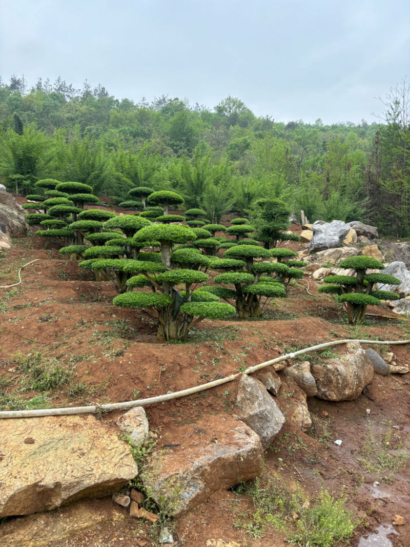 对节白蜡精品观景树，市政园林，别墅风景，欢迎需求老板看