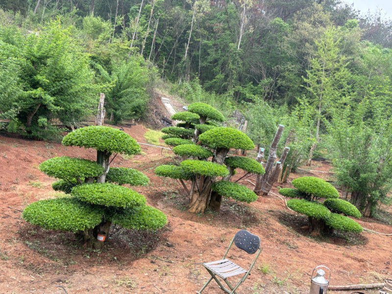 对节白蜡精品观景树，市政园林，别墅风景，欢迎需求老板看