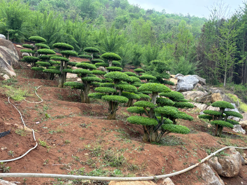 对节白蜡精品观景树，市政园林，别墅风景，欢迎需求老板看