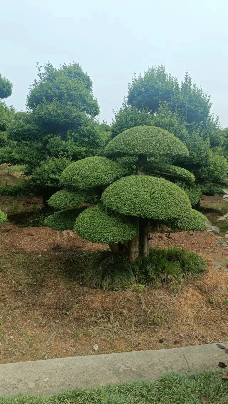 对节白蜡精品观景树，市政园林，别墅风景，欢迎需求老板看