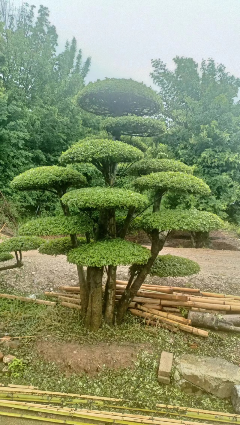 对节白蜡精品观景树，市政园林，别墅风景，欢迎需求老板看