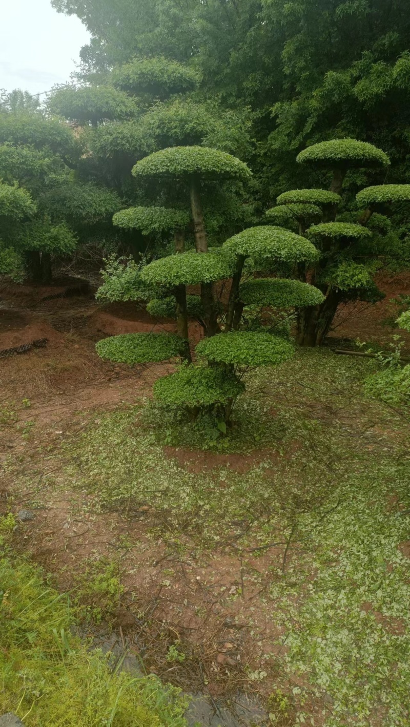 对节白蜡精品观景树，市政园林，别墅风景，欢迎需求老板看