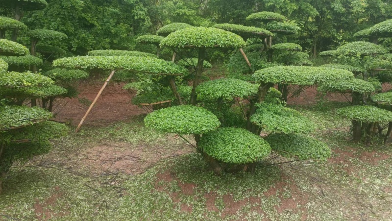 对节白蜡精品观景树，市政园林，别墅风景，欢迎需求老板看