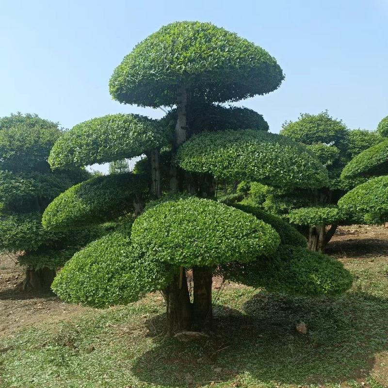 对节白蜡观景树，造型多样，诚信经营商家，欢迎咨询看货！