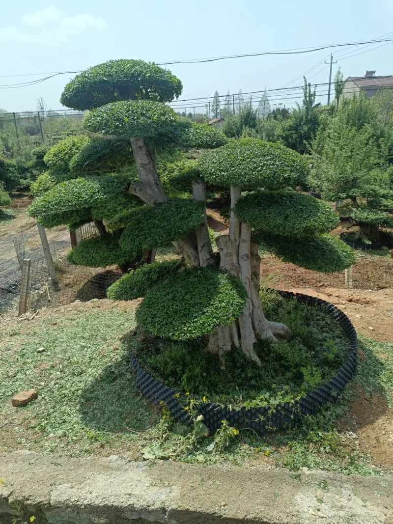 对节白蜡观景树，造型多样，诚信经营商家，欢迎咨询看货！