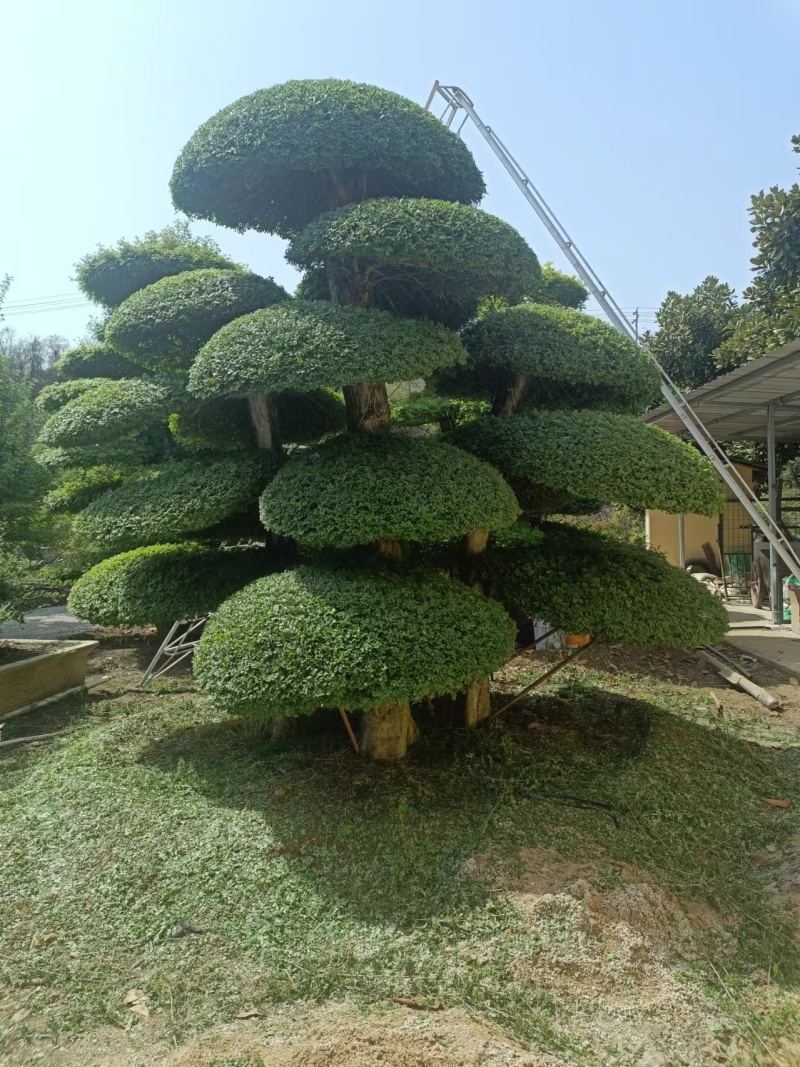 对节白蜡观景树，造型多样，诚信经营商家，欢迎咨询看货！