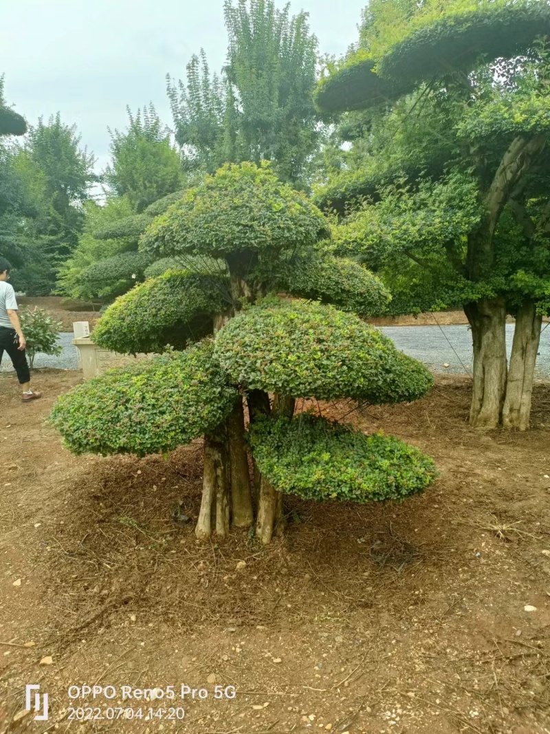 对节白蜡观景树，造型多样，诚信经营商家，欢迎咨询看货！