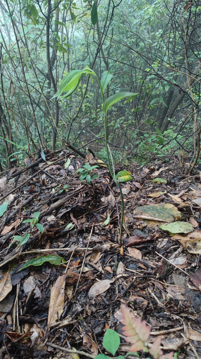 野生黄精，甜黄精，姜形黄精产地直发货源充足，有需要联系。