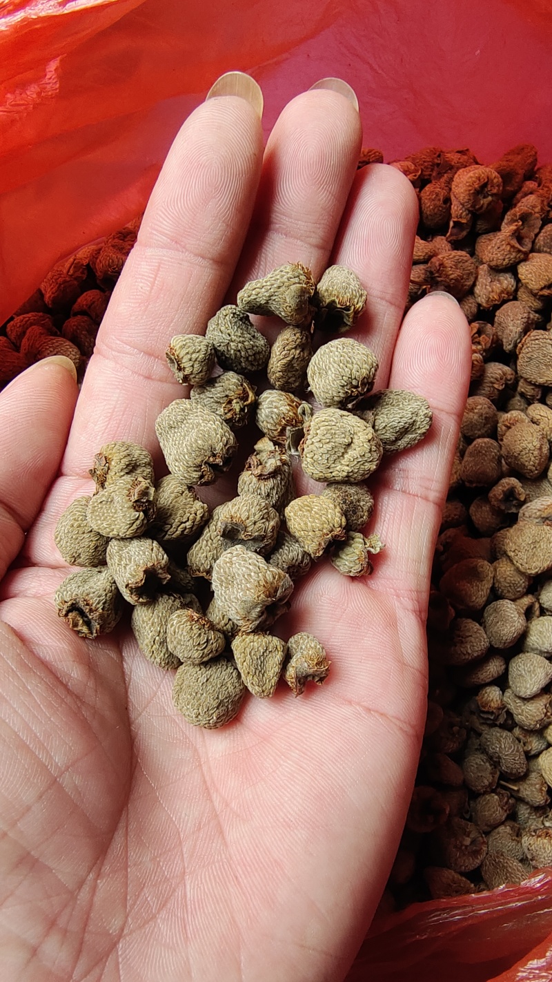 大瑶山高山优质掌叶覆盆子干货中药材大量供应，欢迎采购