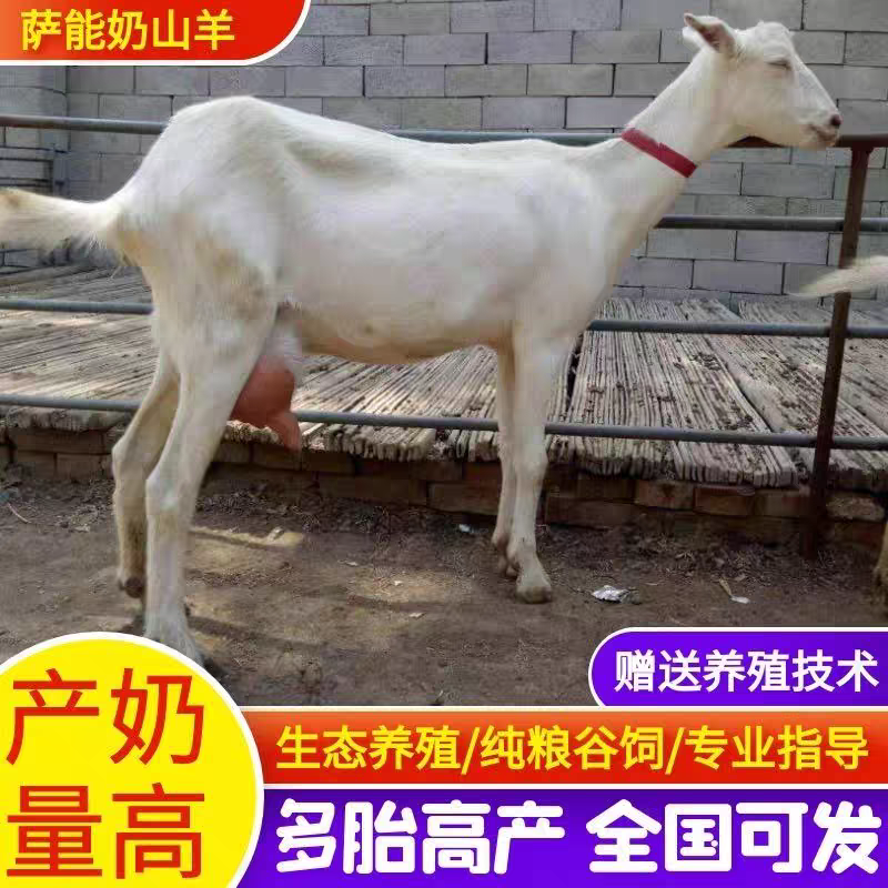 萨能奶山羊怀孕母羊小羊羔种公羊日产奶10-12斤