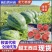 陕西甜王西瓜皮薄多汁一手货源量大价优欢迎老板采购