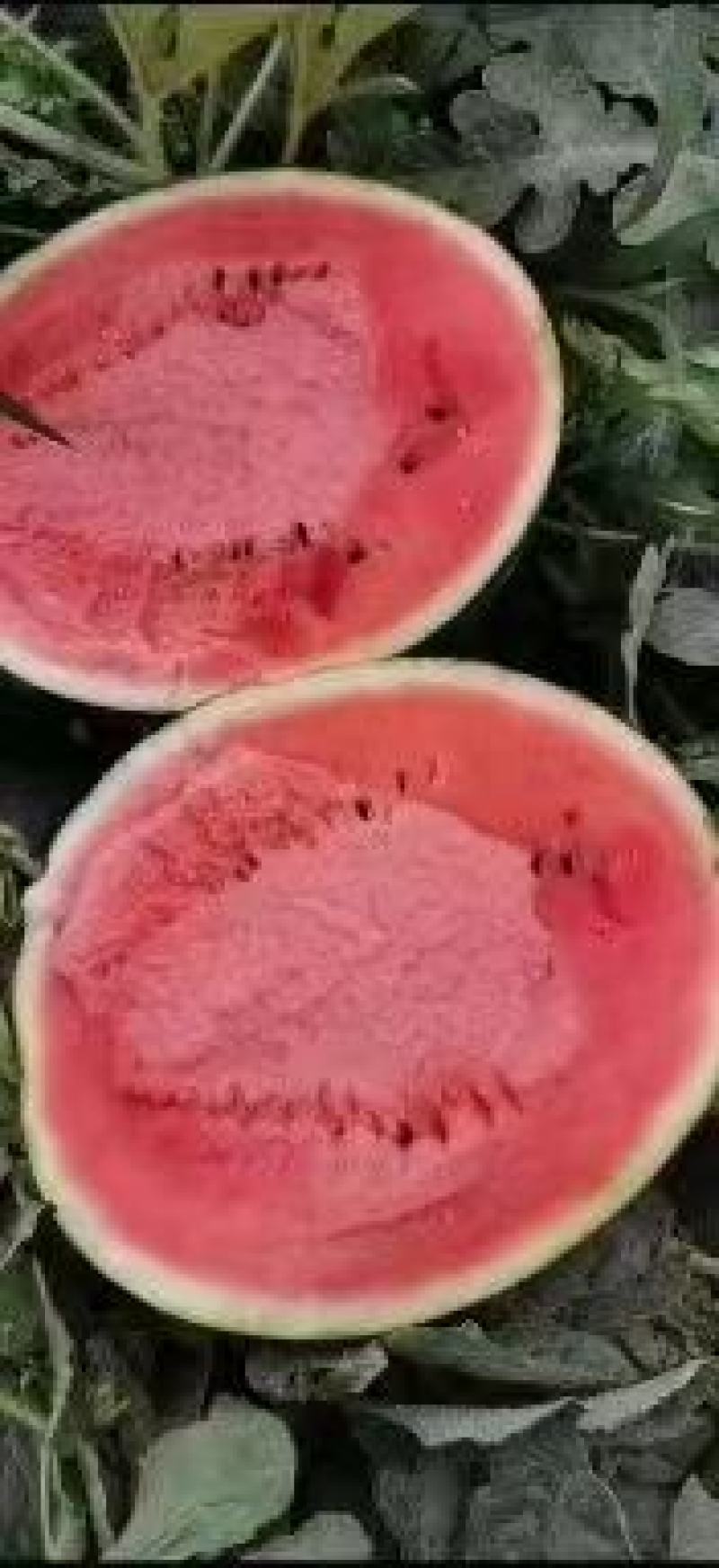 陕西甜王西瓜皮薄多汁一手货源量大价优欢迎老板采购