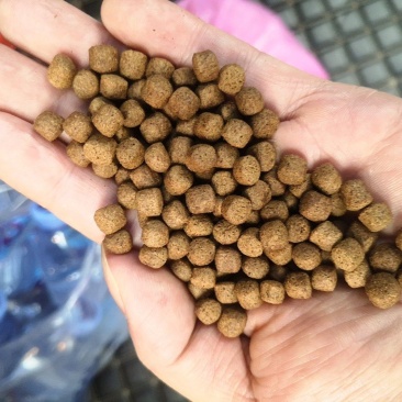 草本粮方养好鱼！大品牌草鱼饲料——绿色催肥增效