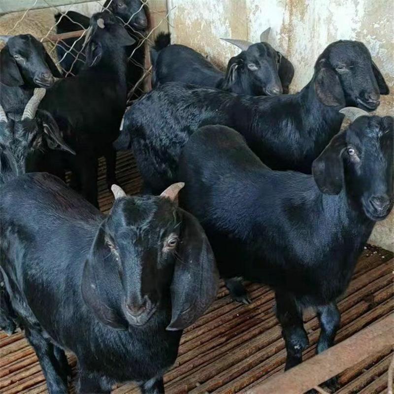 努比亚黑山羊，怀孕母羊，小羊羔，种公羊，全国都可发货