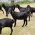 努比亚黑山羊，怀孕母羊，小羊羔，种公羊，全国都可发货
