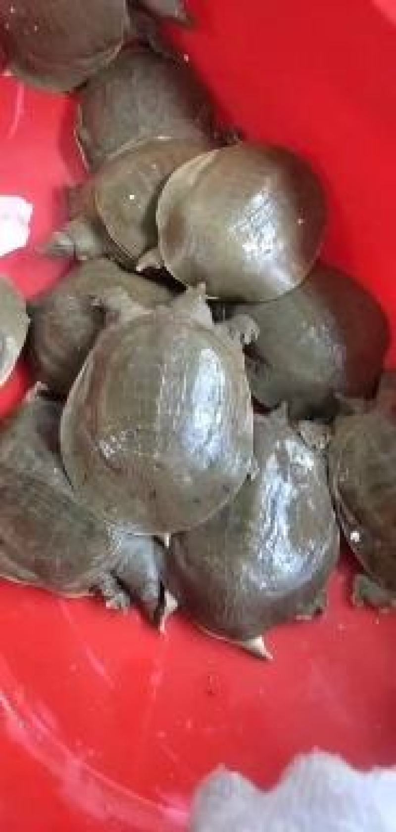 外塘小甲鱼黄沙鳖中华鳖苗6-8两成品鳖规格齐全