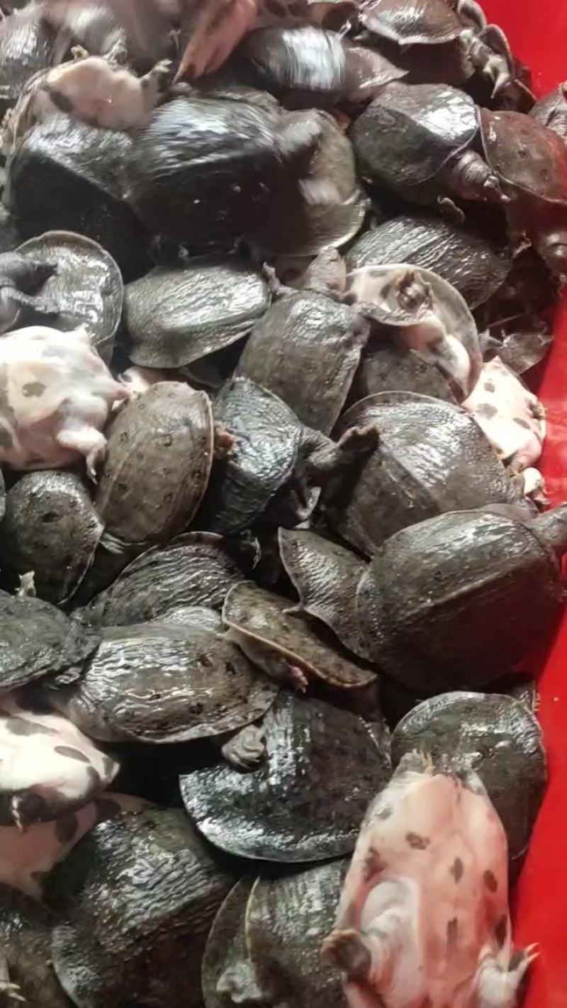外塘小甲鱼黄沙鳖中华鳖苗6-8两成品鳖规格齐全