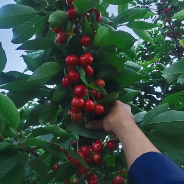 大量大樱桃大量现货