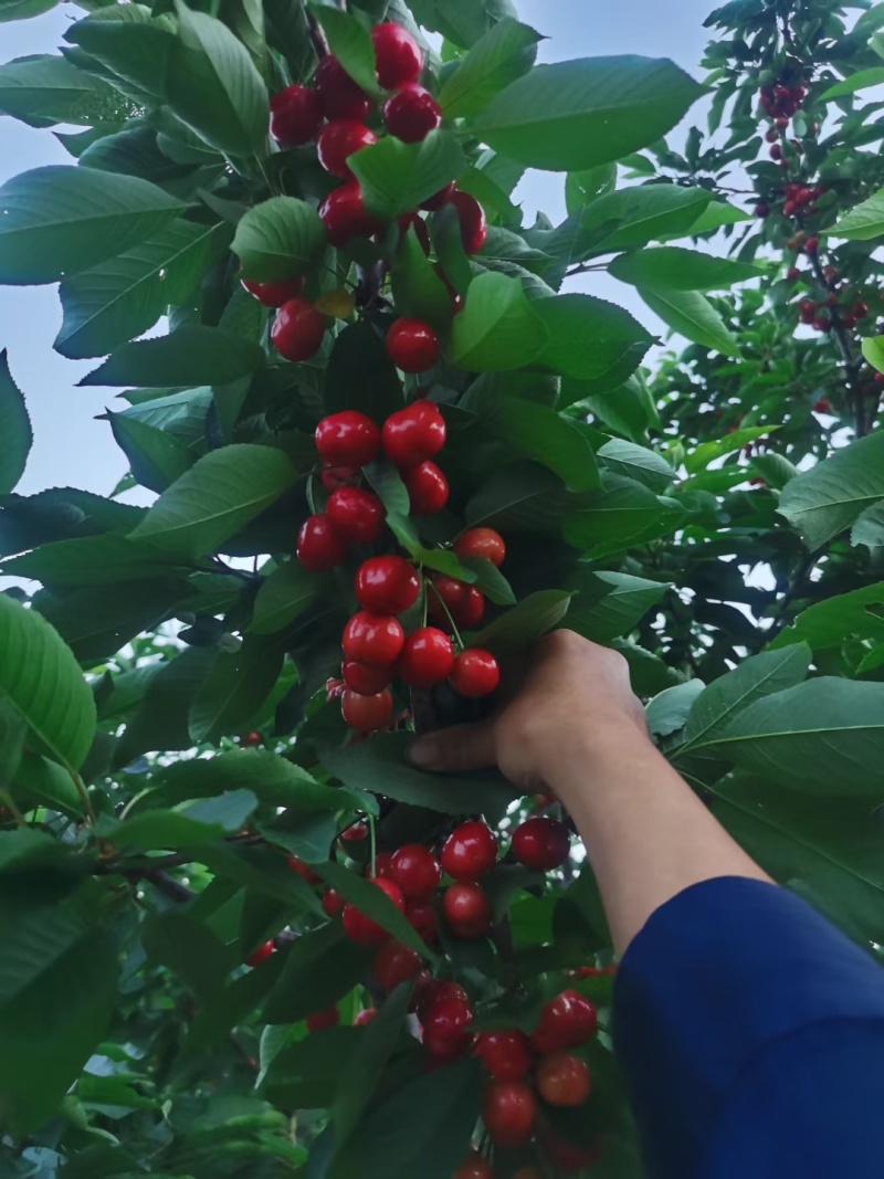 大量大樱桃大量现货