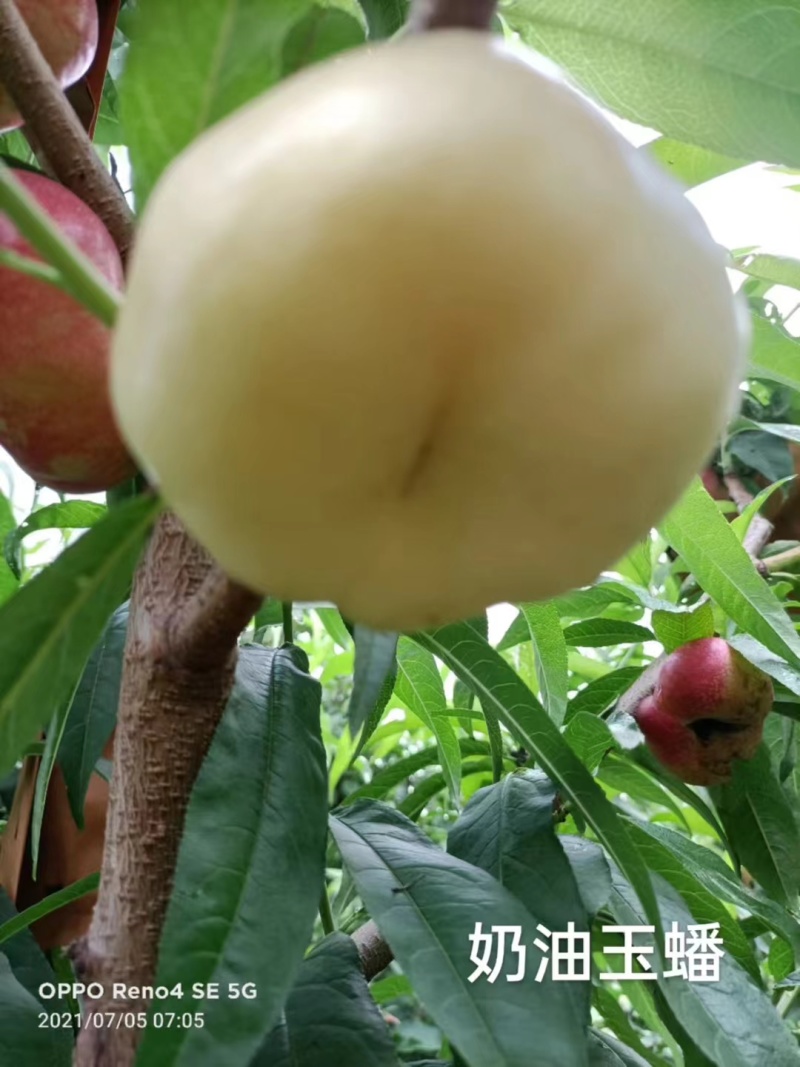 桃子，黄油桃，黄油桃，黄毛桃，红毛桃大量现货