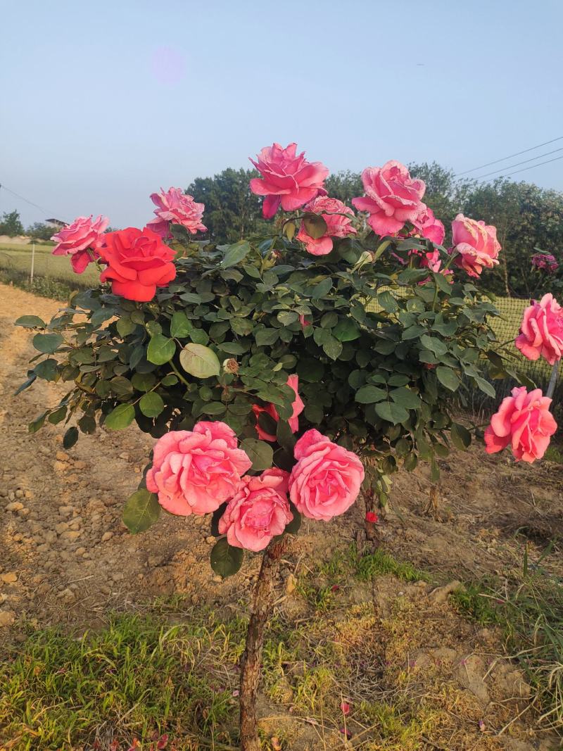 南阳月季花