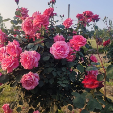 南阳月季花