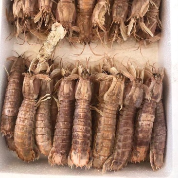 熟冻皮皮虾冷冻濑尿虾虾爬子鲜活蒸熟虾姑爬爬虾批发零售