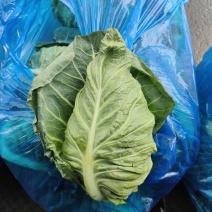 南通海门牛心菜大量供应价格低廉欢迎前来考察采购