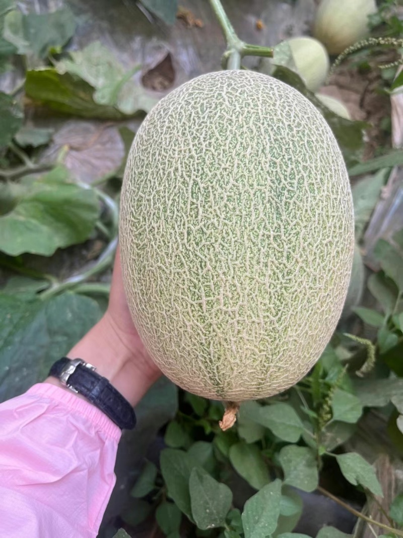 新疆吐鲁番西州蜜哈密瓜一件代发顺丰包邮