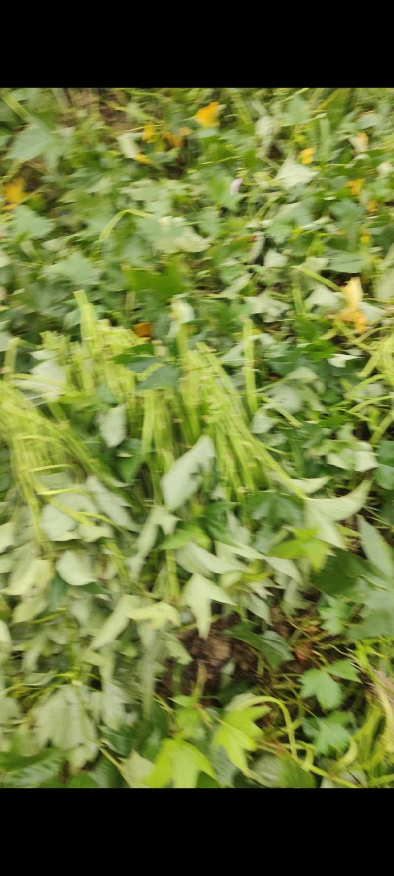 二代小花叶紫薯水田苗，大量供应，质优价优欢迎订购。
