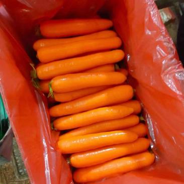 河南开封胡萝卜大量供应价格实惠品质保证欢迎来电