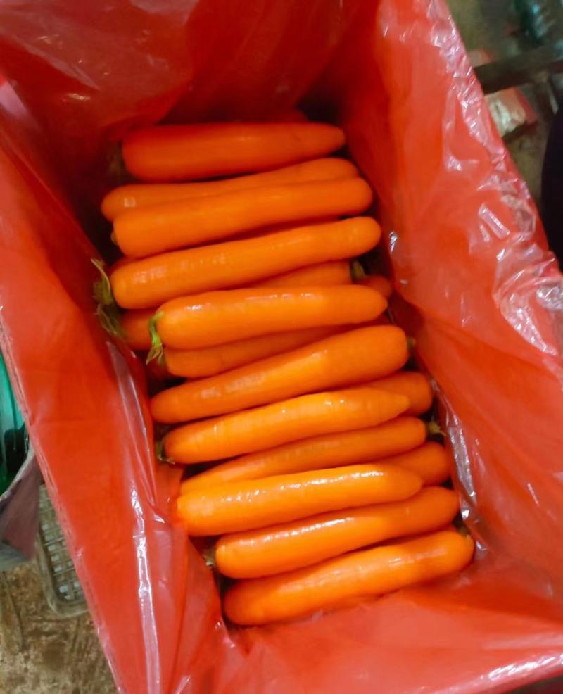 河南开封胡萝卜大量供应价格实惠品质保证欢迎来电