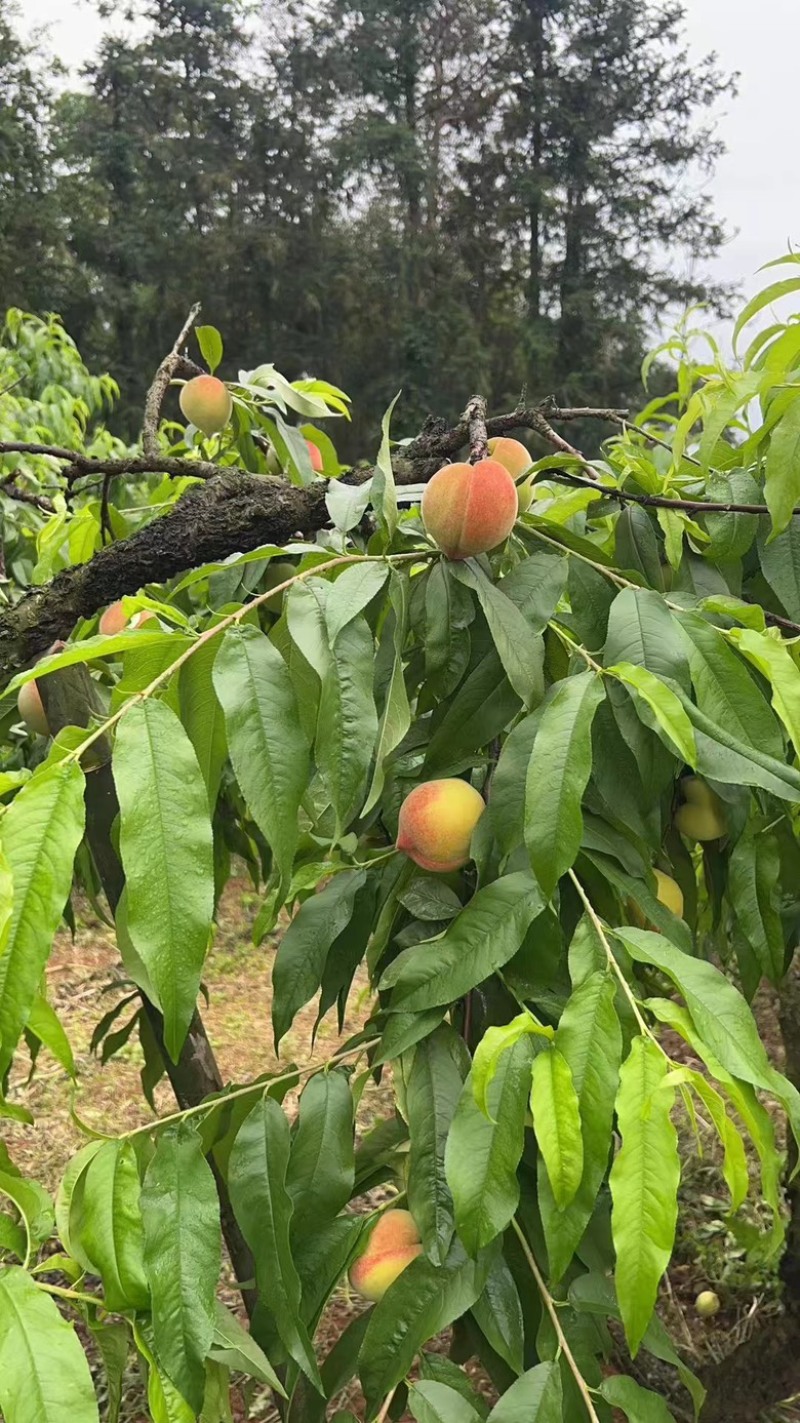 【桂林黄桃】桂林精品黄桃大量供应产地一手货源