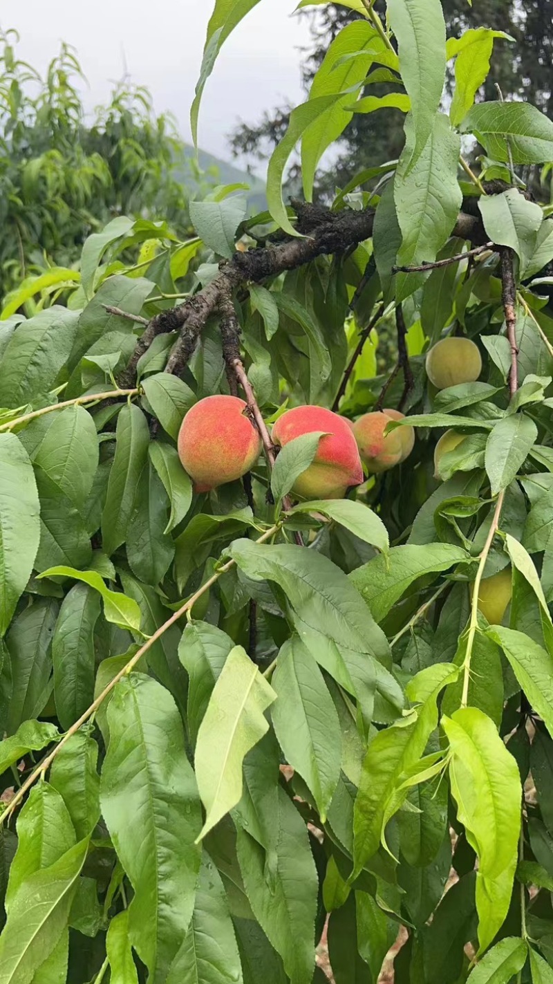 【桂林黄桃】桂林精品黄桃大量供应产地一手货源