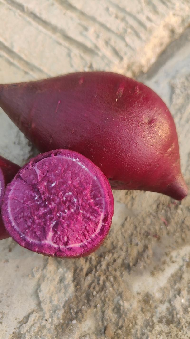 二代小花叶紫薯，紫罗兰，产地大量供应欢迎订购。