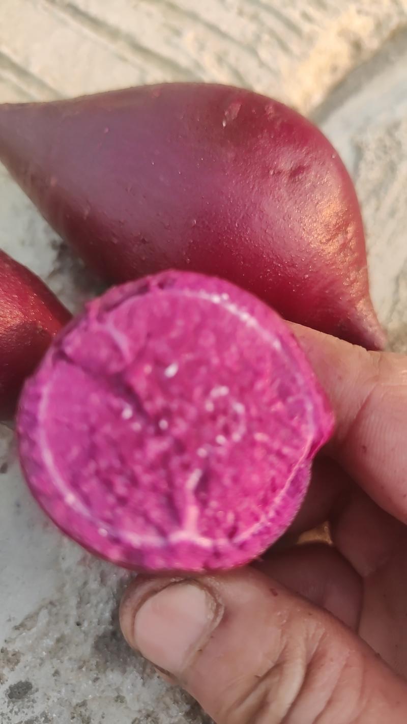 二代小花叶紫薯，紫罗兰，产地大量供应欢迎订购。